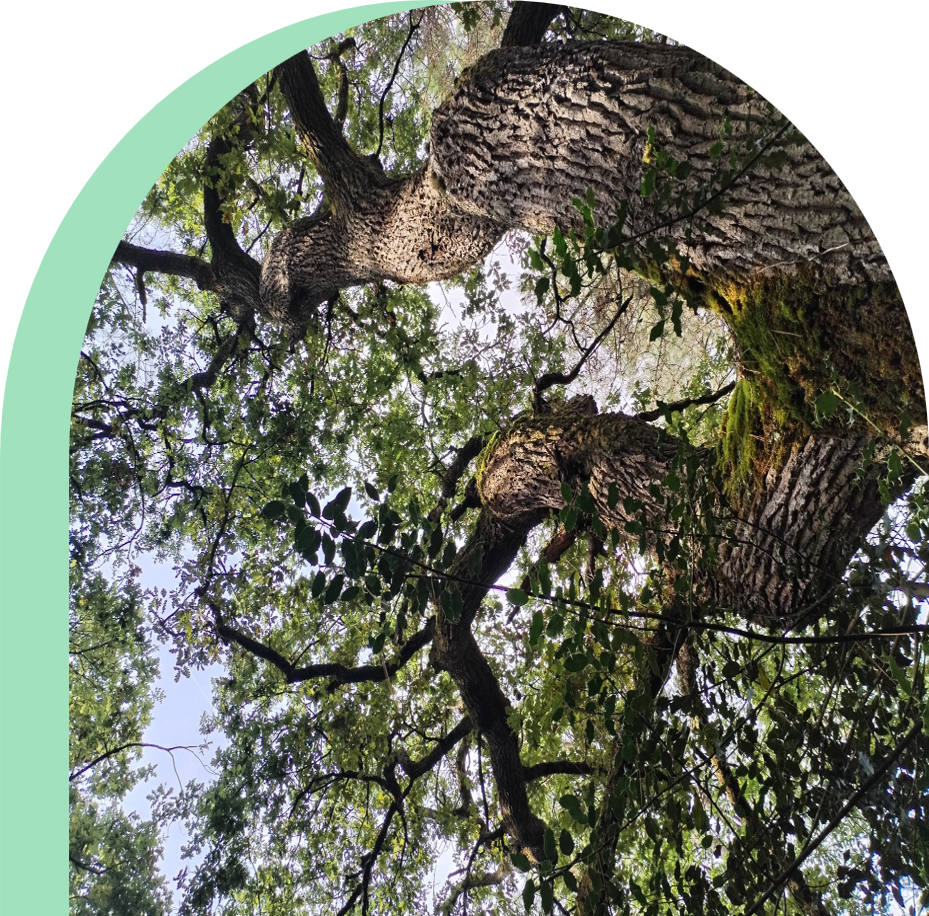 Accompagnement vers l'emploi